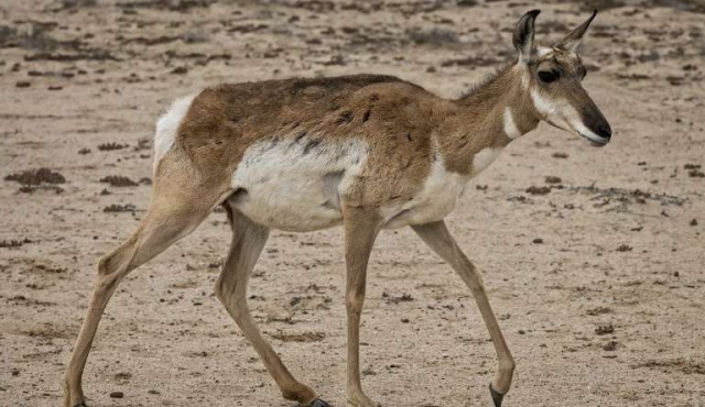 El jaguar o el berrendo, las otras víctimas del muro de Trump