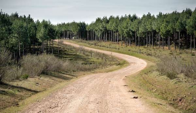 El área forestada de Uruguay fue de las que más aumentó desde 1990