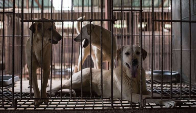 Taiwán prohíbe el consumo de carne de perro y de gato