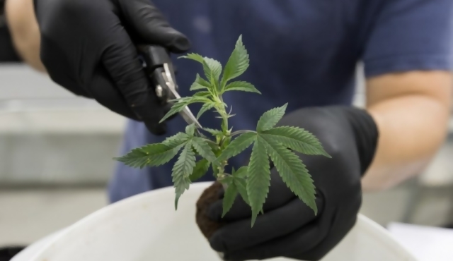 Marihuana medicinal: desde legalización en 2013 “no se avanzó un milímetro”