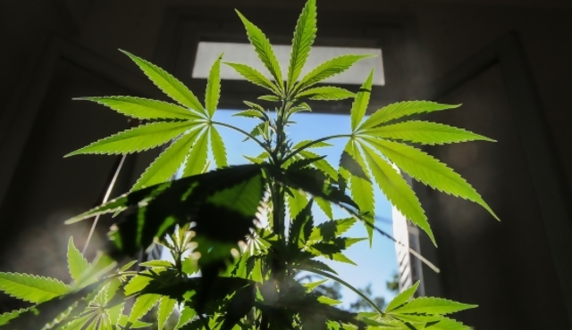 “Es horrible, él estaba en regla”, el testimonio de la madre del joven preso por autocultivo