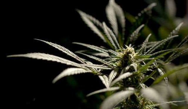 “El uso medicinal del cannabis se basa en evidencia progresivamente más sólida”