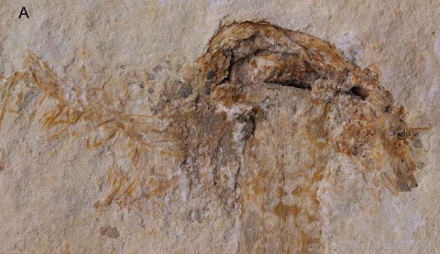 Hallan el hongo más antiguo, que compartió la Tierra con los dinosaurios