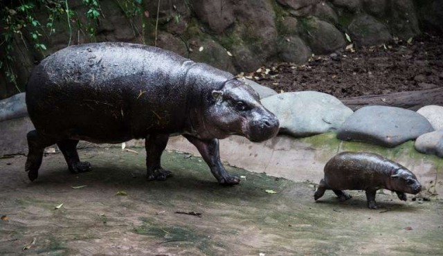 Zoológico chileno celebró tercer nacimiento de un hipopótamo pigmeo