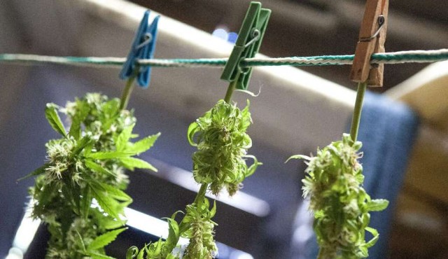 Circulación de marihuana legal alcanzaría las ocho toneladas