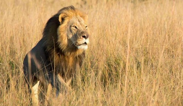Uno de los hijos del león Cecil murió a tiros de un cazador de trofeos en Zimbabue 