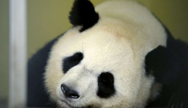 Francia espera el nacimiento de su primer bebé panda