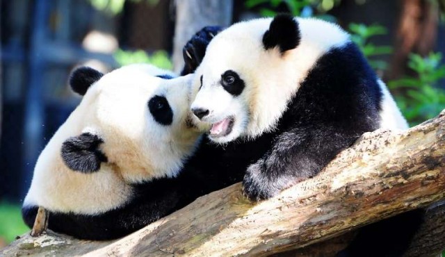 Panda gigante dio a luz a gemelos a la edad récord de 23 años 