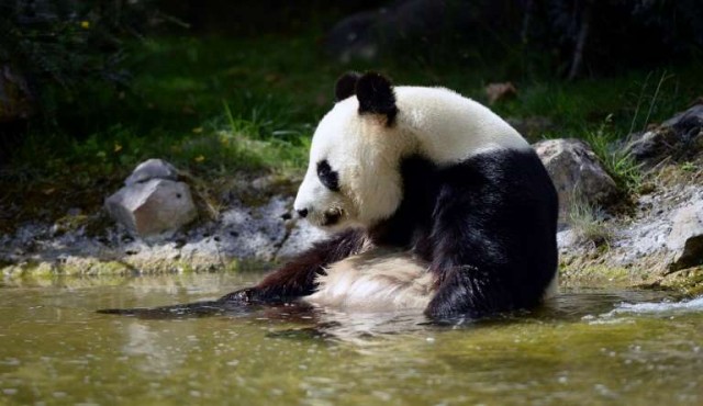 Francia mima a su primer bebé panda