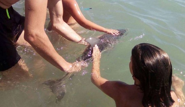 La muerte de una cría de delfín rodeada de bañistas indigna en España