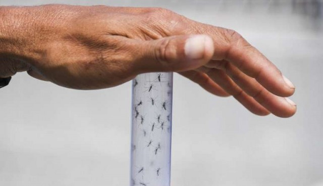Brasil lanza millones de mosquitos con bacteria contra dengue y zika