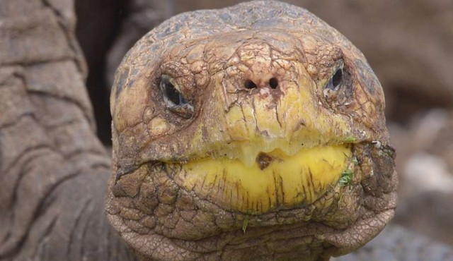 Galápagos: especie de tortuga que se creía extinta será reproducida en cautiverio
