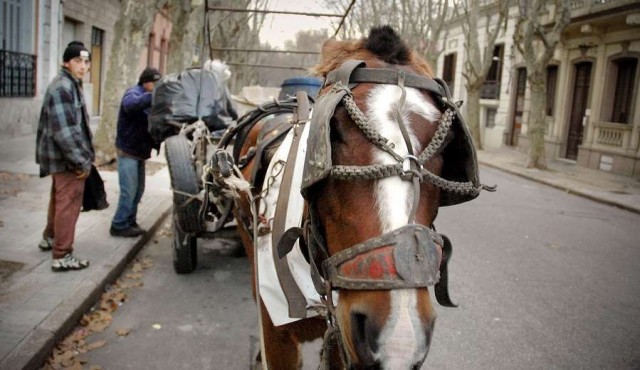 Alrededor de 70 personas se anotaron para adoptar caballos
