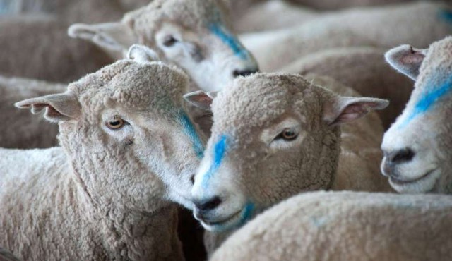 Carne ovina uruguaya busca conquistar a los milenials en Estados Unidos