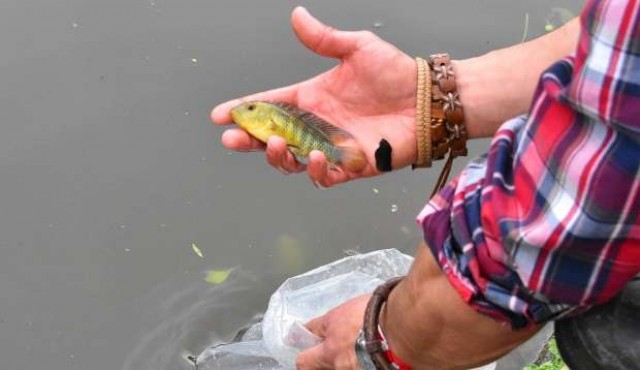 Intendencia introdujo 200 peces en el lago del Parque Rodó