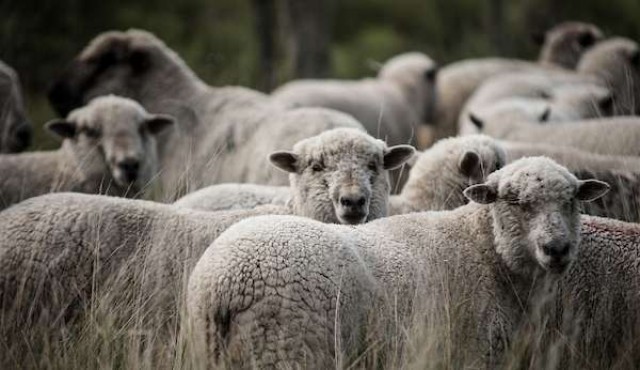 Uruguay podrá exportar carne ovina con hueso a Singapur