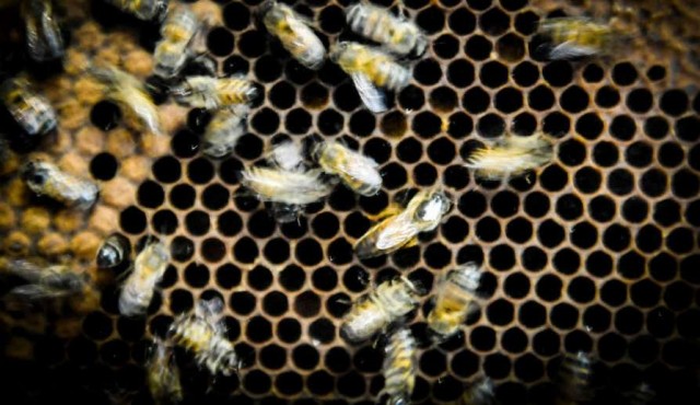 Muerte de abejas en Salto y Paysandú: apicultores apuntan a la empresa de mandarinas