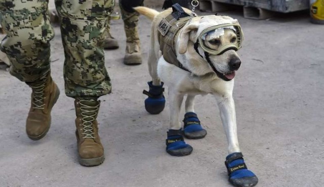 Twitter homenajea a perra rescatista para seguir ayudando a México