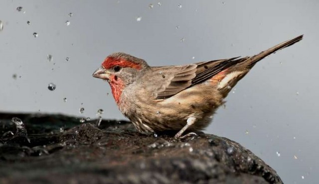 Algunas aves usan colillas de cigarrillos para fumigar sus nidos