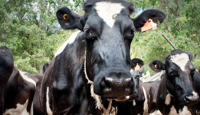 Brasil anuncia que suspende la importación de leche uruguaya