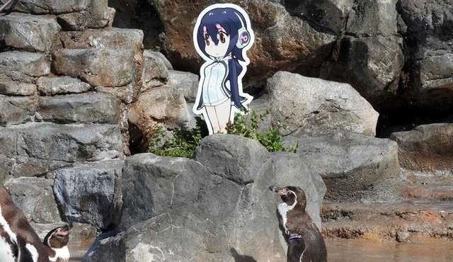 Japón llora la muerte de su pingüino enamorado
