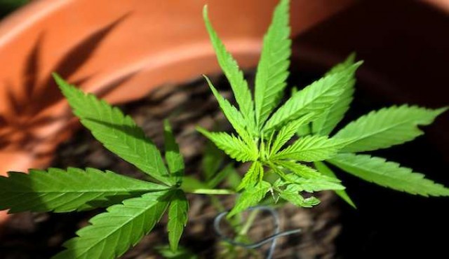 Gobierno habilitó venta de marihuana medicinal bajo receta profesional