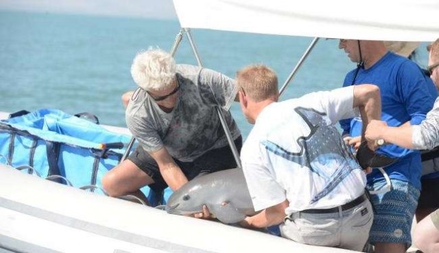 México rescató una vaquita marina; quedan solo 30 ejemplares