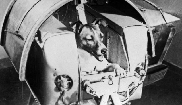Hace 60 años la URSS enviaba al espacio a la perra Laika