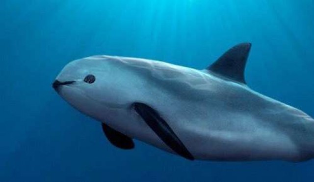 Buscan salvar a la vaquita marina, el panda del mar