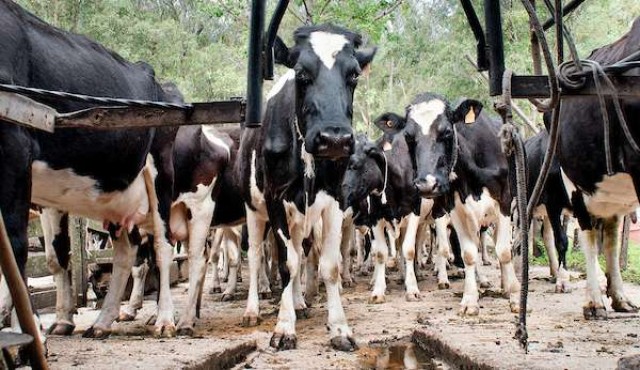 Aguerre confirmó que Brasil levantó bloqueo a lácteos uruguayos