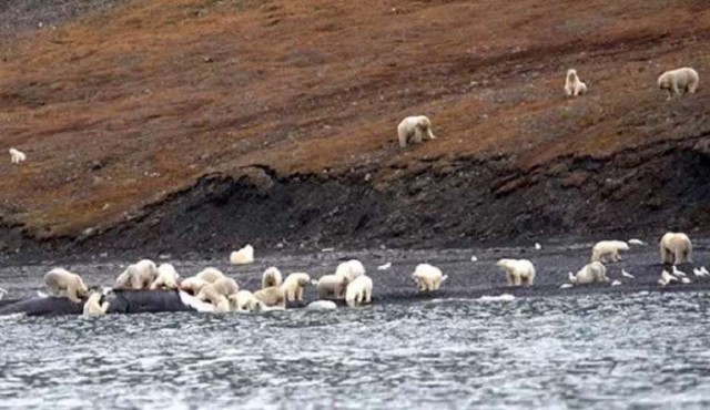 Osos polares están hacinados en una isla a causa del cambio climático