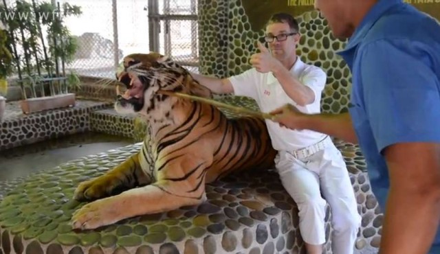 Maltrato a tigre para selfies de turistas indigna a Tailandia