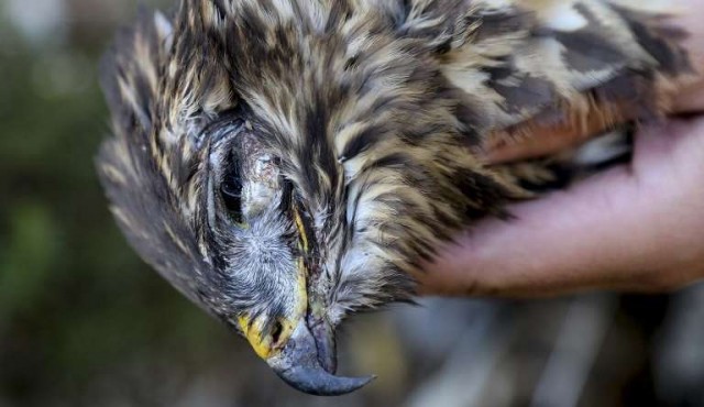 La caza furtiva amenaza al águila real en Albania, símbolo del país