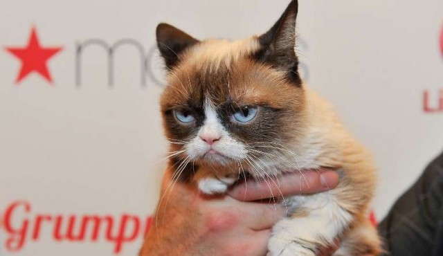 Grumpy Cat, el gato de los memes, ganó una demanda por 710.000 dólares