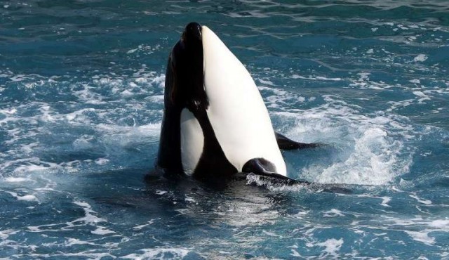Una orca logró imitar el lenguaje humano y aprendió a decir “hello”
