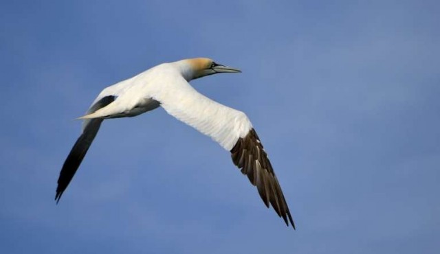 Muere en Nueva Zelanda “el pájaro más solitario del mundo”