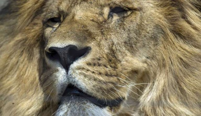 Un cazador fue devorado por leones en Sudáfrica