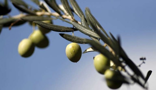 La “estafa” del aceite de oliva virgen extra y cómo detectarla