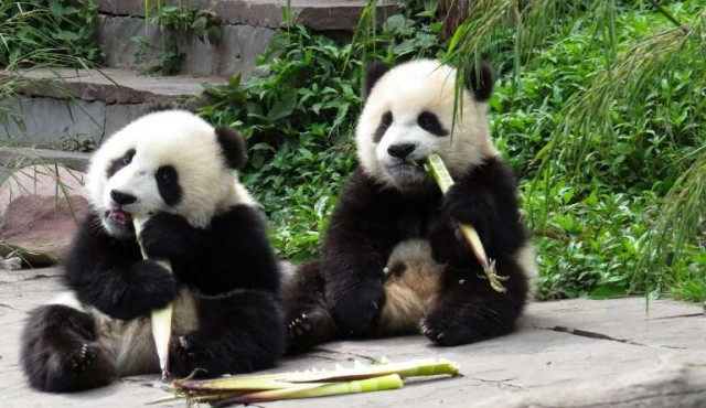 China creará parque nacional para pandas de 2,7 millones de hectáreas​
