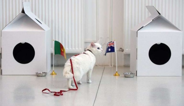 Aquiles, un gato blanco y sordo, será el pronosticador oficial del Mundial 2018​
