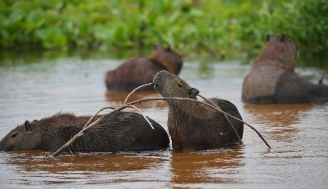 El Pantanal, un tesoro amenazado en el corazón de Sudamérica​