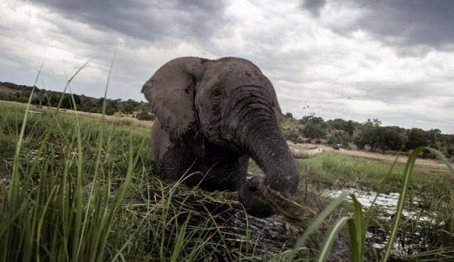 Botsuana acusa a EEUU de “alentar” la caza furtiva de elefantes