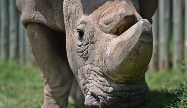 Murió en Kenia el último rinoceronte blanco macho a los 45 años