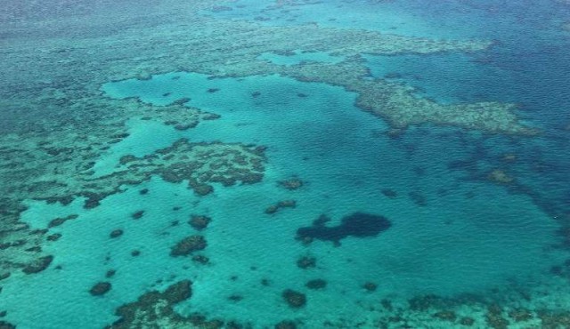 Pérdida “catastrófica” de corales en la Gran Barrera de Australia