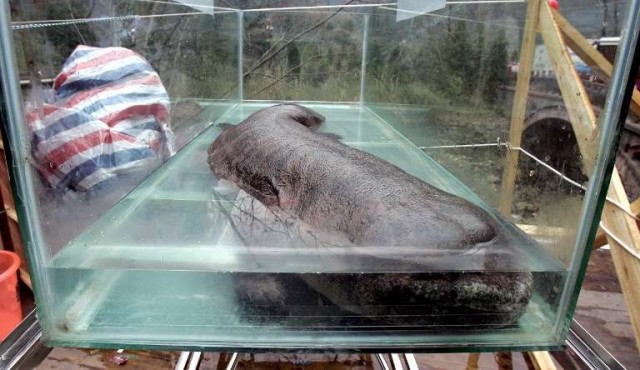 La salamandra gigante de China al borde de la extinción, según estudio