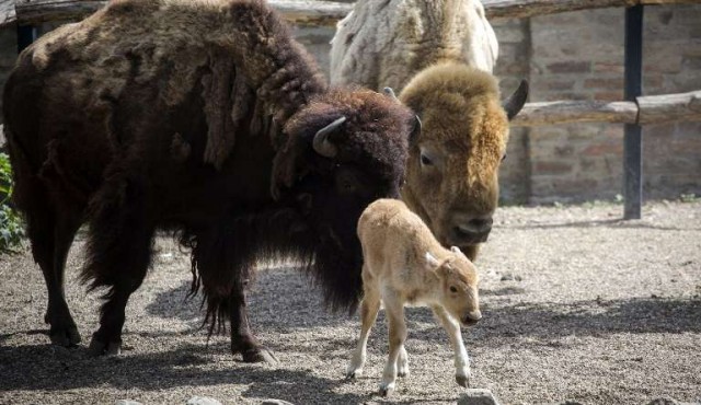 Nacimiento excepcional de una cría de bisonte americano blanco en zoo de Belgrado​