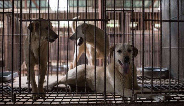 Un fallo judicial prohibe matar perros para comer su carne en Corea del Sur