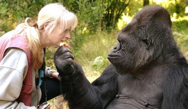 Murió Koko, la famosa gorila californiana que hablaba el lenguaje de signos​