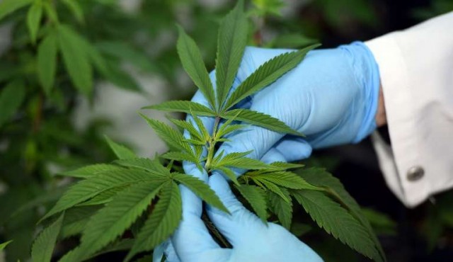 Cannabis medicinal: solo el 5% lo busca por recomendación médica