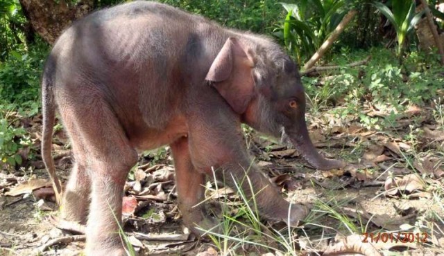 Matan en Malasia a un elefante de Borneo, una especie amenazada